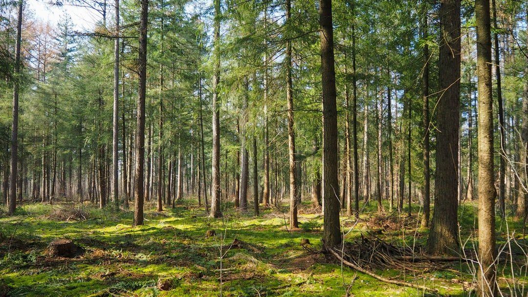 Bosque con numerosos troncos altos, suelo cubierto de musgo y vegetación, un tocón y ramas caídas entre zonas de luz y sombra.