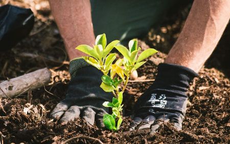 plantacio ndearbolesenlleida 455w