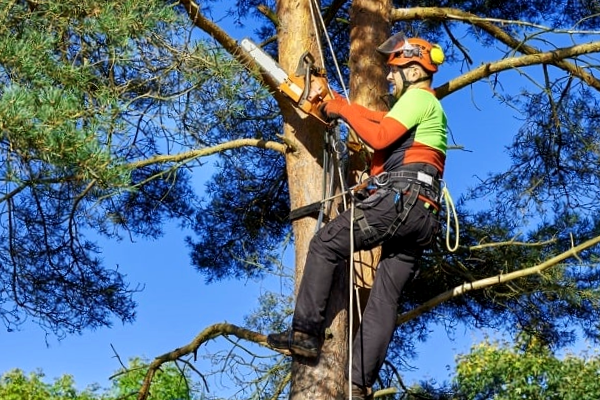poda motosierra madrid 1920w