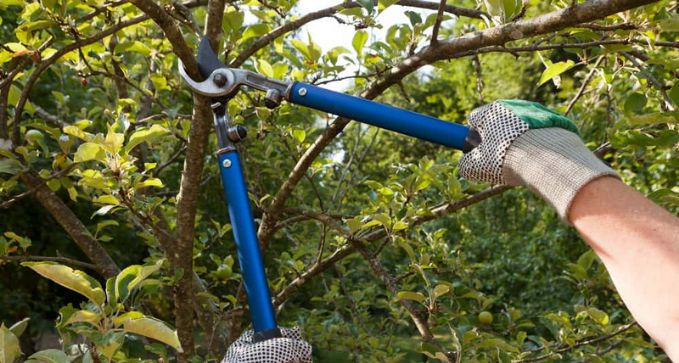 podadearbolesfrutalesyarbustosenLleida 1920w 1