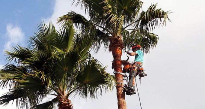 podadepalmerasenlleida Catalunya 720w