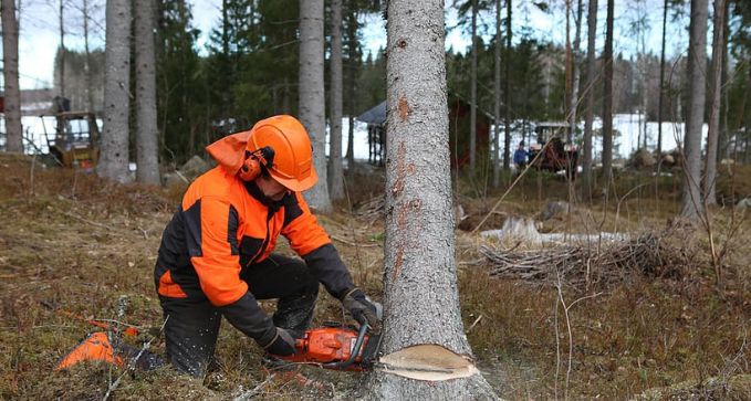 quitararboles eliminararbolesenfincasyparcelasdelleida 1920w
