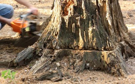 quitartoconesdearbolesderaizenLerida Catalun a 455w