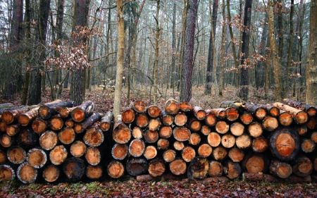 talararbolesenlleidaprecioecono micoencatalunya 1920w